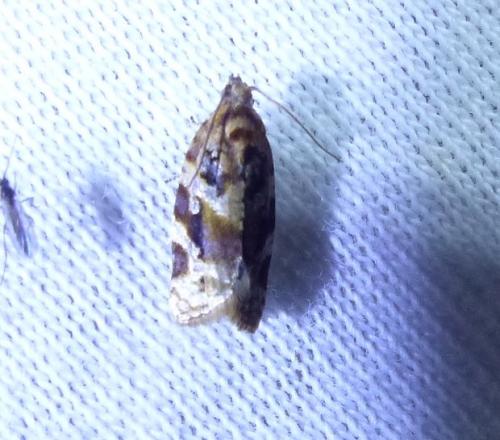 Réf. 209 605 : Argyrotaenia ljungiana